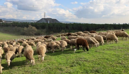 Kocaeli’de damızlık koç desteğiyle kuzulama oranları artıyor... Sürüler güçlendi, verim arttı