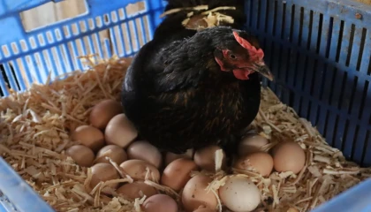 Kocaeli’de hibeli tavuk desteği üreticiye can suyu oldu