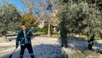 Muğla Milas’ın yeşil alanlarda zeytin hasadına devam ediyor