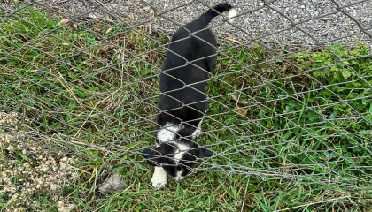 Sakarya’da 11 metrelik çukurdan sağ salim kurtarıldı