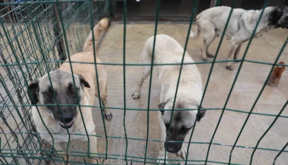 Sivas Belediyesi’nden sokak hayvanlarına modern barınak