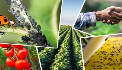 Tarımsal üretimi destekleyecek önemli düzenleme... Tarımsal destek ödemelerine ayar