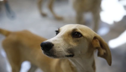 Antalya’da petshoplara sertifikalı eğitim semineri