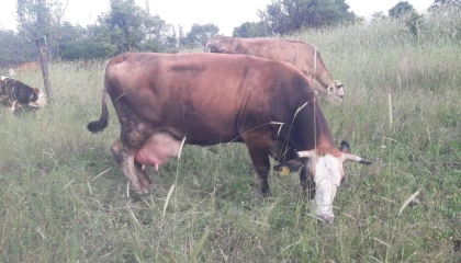 Bilecik Pazaryeri’nde çok sayıda mahalle ve köy karantinada