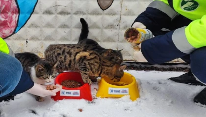 Bursa Büyükşehir patili dostların her daim yanında