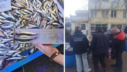 Bursa Orhaneli pazarında yasal boy altı istavritlere el konuldu