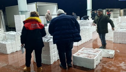 Bursa’da 150 kilogram tekir balığına el konuldu