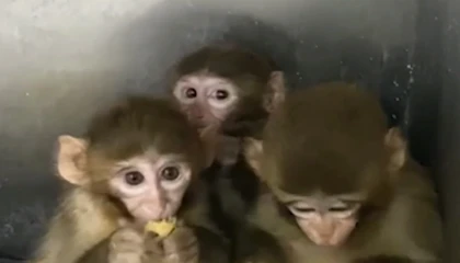 Bursa’da üç makak maymunu koruma altında