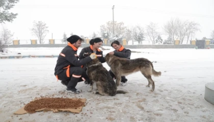 Diyarbakır’da sokak hayvanlarına 50 noktada mama desteği