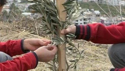 Geleceğe yeşil miras... Okul bahçeleri zeytin bahçelerine dönüşüyor