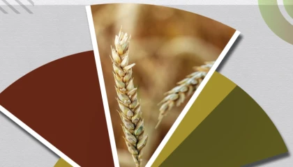 Hububat ve bakliyatta ekilişler gecikti, gelişim yavaşladı... TMO’dan fenolojik rapor alarmı!