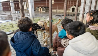 İzmir Büyükşehir’den sokak hayvanlarına kapsamlı destek