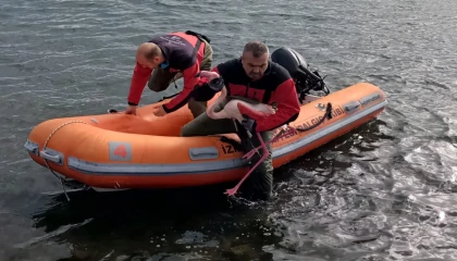 İzmir İtfaiyesi ayağına misina dolanan flamingoyu kurtardı