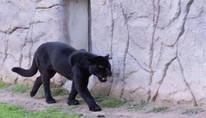 İzmir’de Doğal Yaşam Parkı’nın jaguarı Juliet yaşamını yitirdi!