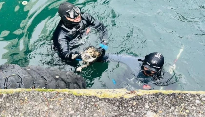 İzmir’de iskele altında sıkışan kediyi itfaiye kurtardı