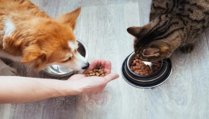 Kedi-köpek maması sektörü ihracatını 11 yılda 33 kat artırdı