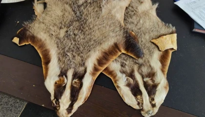 Kilis’te Suriye’den Türkiye’ye getirilen 5 hayvan postu bulundu