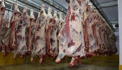 Kocaeli Mezbahası’nda 6 bin 29 kesim yapıldı