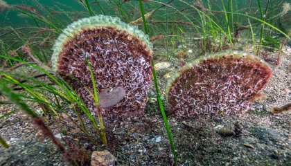 Marmara’dan umut veren keşif! Eskihisar Kalesi dibinde pina popülasyonu