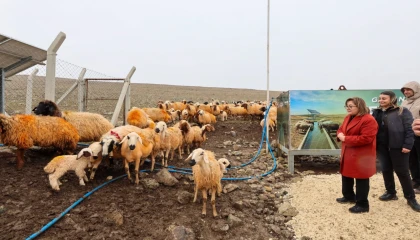 Meralarda hayvanlar temiz suya kavuşuyor