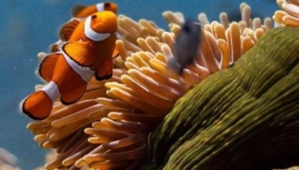 Okyanusların sesi Elhamra Sahnesi’nde