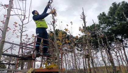 On binlerce bitki Kocaeli fidanlığında yetişiyor