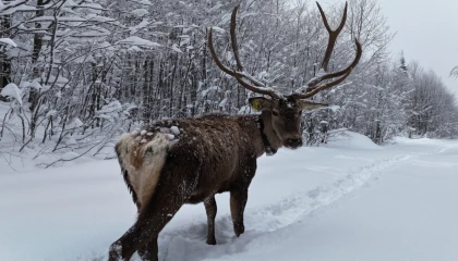 Ormanya’da tetiştirilen kızıl geyikler Kuzuyayla’nın müdavimi oldu