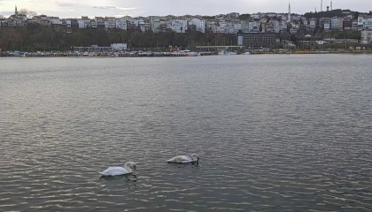 Şile Limanı’nda nadir görüntü... İki kuğu ilgi odağı oldu