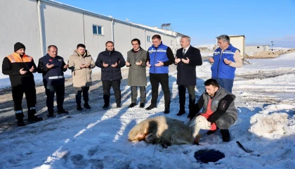 Sivas’ta kar yağışına şükür kurbanı