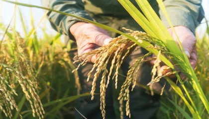 TMO çeltik alım fiyatlarını açıkladı... Alımlar ayın 26’sında başlıyor
