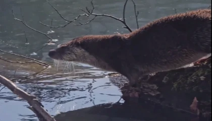 Yedigöller’de nesli tehlike altında olan su samuru görüntülendi