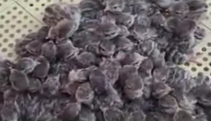 Yılın ilk keklik yavruları yumurtadan çıktı