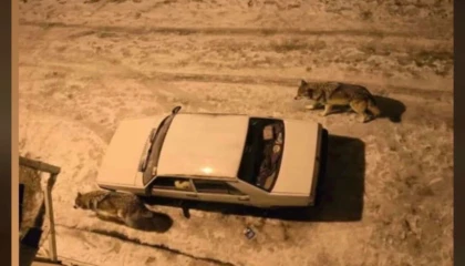 Yoğun kar sonrası kurtlar şehir merkezine indi