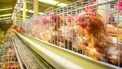 Yumurtacı tavukların kafes standardında değişiklik... Mevcut kafes sistemleri 2029’da sona eriyor