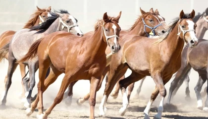 ”100 milyon TL’lik tay kayıp” denilmişti... TİGEM’den açıklama geldi!