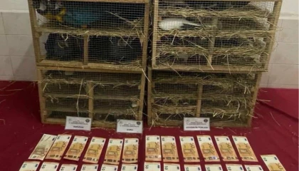 2025’te kaçak canlı hayvan ticareti darbe yedi... 85 bin 342 hayvan ele geçirildi