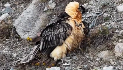 Artvin’de ’Sakallı Akbaba’ yeniden doğaya salındı