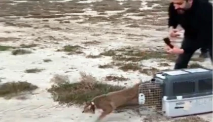 Aydın’da ağır yaralı bulunmuştu... İzmir’den sağlıklı şekilde doğaya salındı