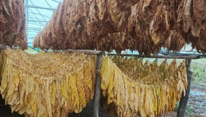 Bilecik Pazaryeri’nde tarımda yeni hamle... Tütün ve İpekböcekçiliği için ilk adım