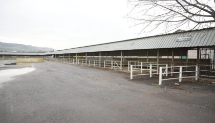 Bursa Yenişehir’de canlı hayvan pazarı yeniden açıldı