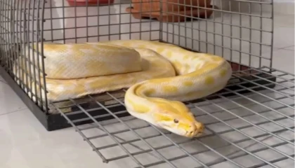 Denizli’de AVM’de sergilenen pitona el konuldu