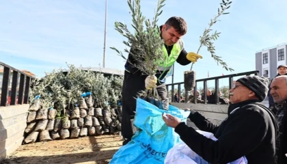 Denizli’de üreticiye zeytin fidanı desteği