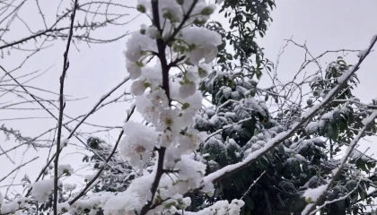 Düzce Kaynaşlı’da erken çiçek açan erik ağacına beyaz örtü!