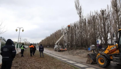 Ekolojik ömrünü tamamlayan kavaklar yerini çınarlara bırakıyor