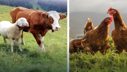 Hayvansal üretimde yükseliş... Sığırdan bala kadar artış var