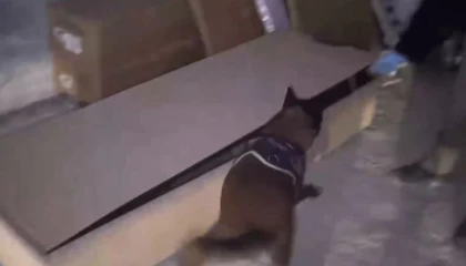 İstanbul’da hassas burun ’Leydi’ operasyonda