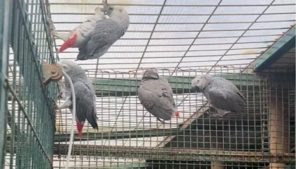 İstanbul’da kaçak yaban hayvanı operasyonu... 20 Afrika gri papağanına el konuldu