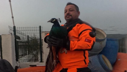 İzmir İtfaiyesi sessiz canlar için zamanla yarıştı