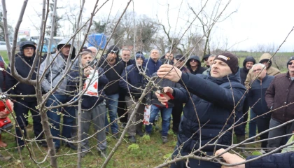 İzmit’te üreticilere uygulamalı budama eğitimi