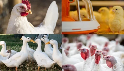 Kanatlı işletmelerinde biyogüvenlik kuralları güncellendi